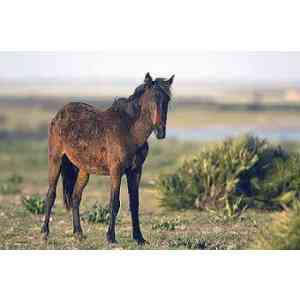 Click para ampliar. Pulsa en el nombre para ver la ficha. Caballo de retuertas